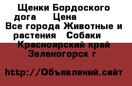 Щенки Бордоского дога.  › Цена ­ 30 000 - Все города Животные и растения » Собаки   . Красноярский край,Зеленогорск г.